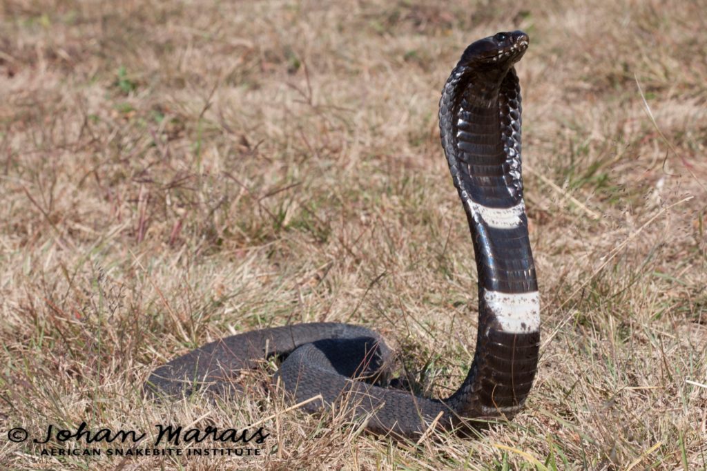 Rinkhals Snake Plays Dead, Deadly 60