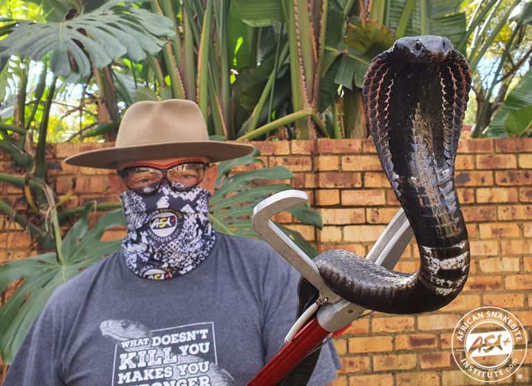 How to a snake catcher in South Africa? African Snakebite