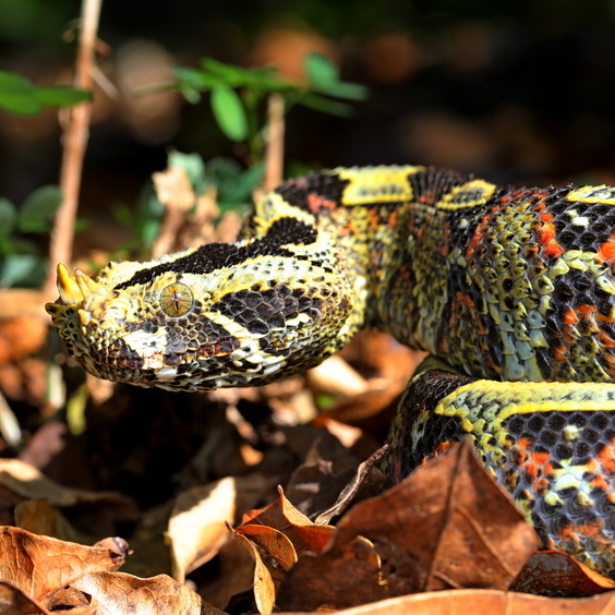 Rhino-horned Viper - African Snakebite Institute
