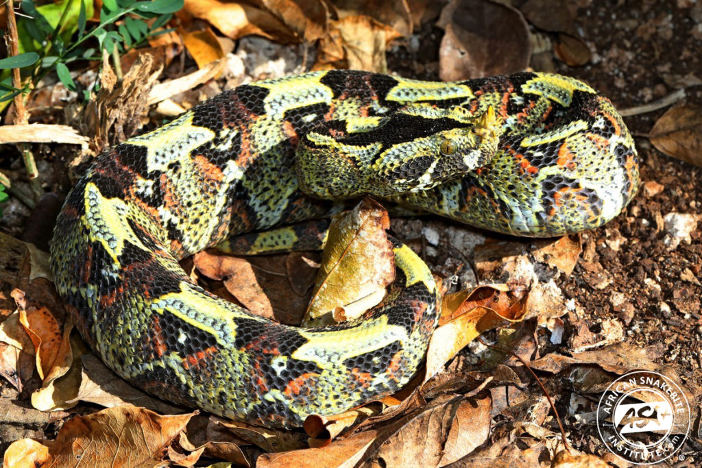 Rhino-horned Viper - African Snakebite Institute