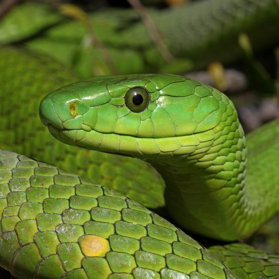 Black and Green Mamba Snake - Hluhluwe Game Reserve