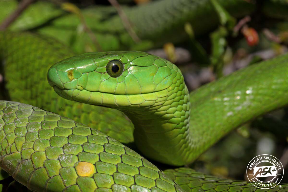 Eastern Green Mamba - African Snakebite Institute