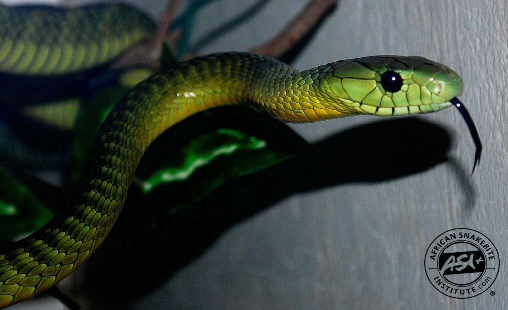 Jameson's Mamba - African Snakebite Institute