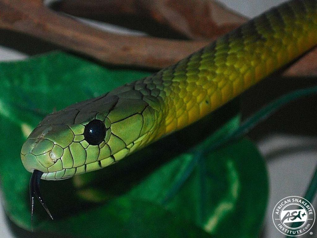 Jameson's Mamba - African Snakebite Institute