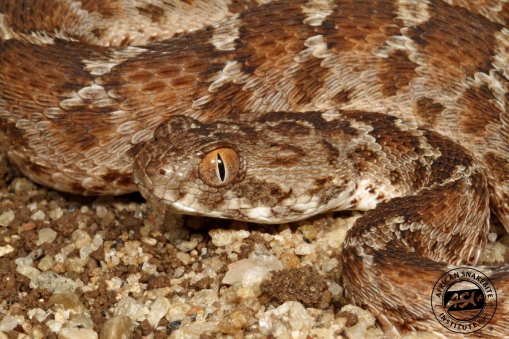 Egyptian Carpet Viper African Snakebite Institute