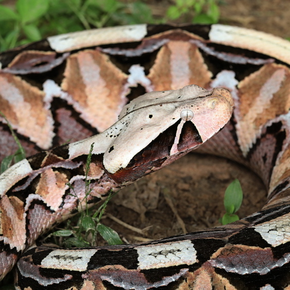 Gaboon Adder African Snakebite Institute