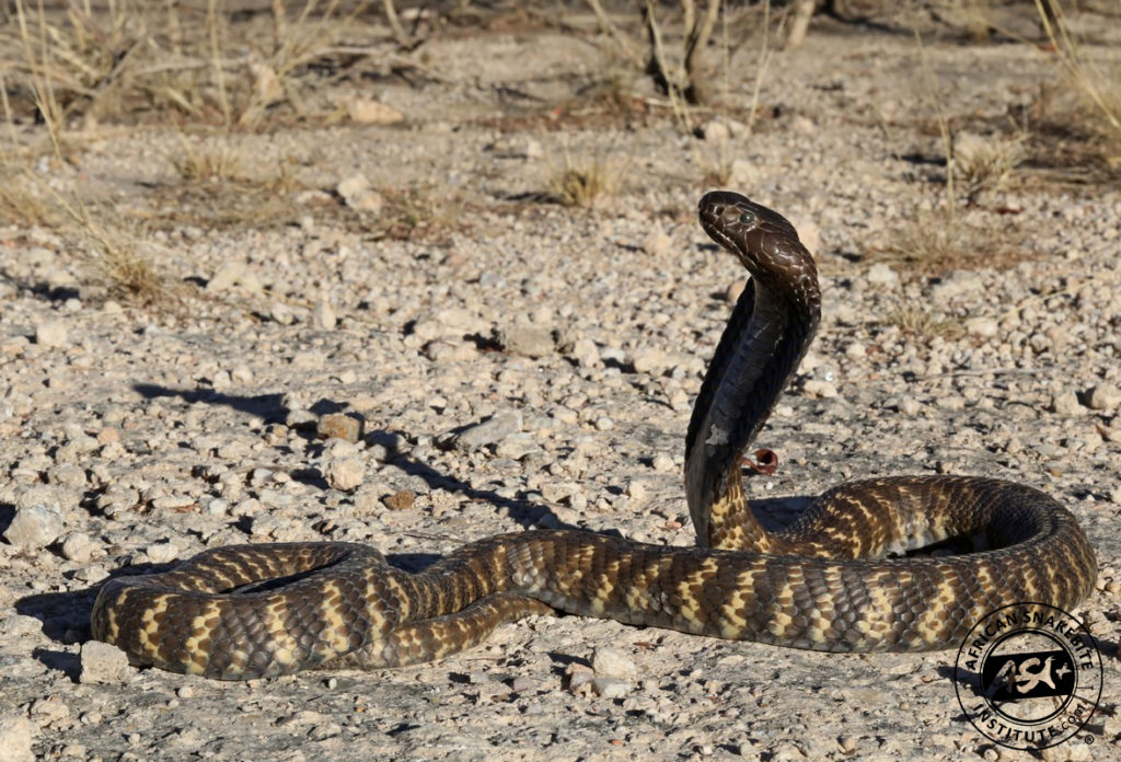Zebra Cobra African Snakebite Institute