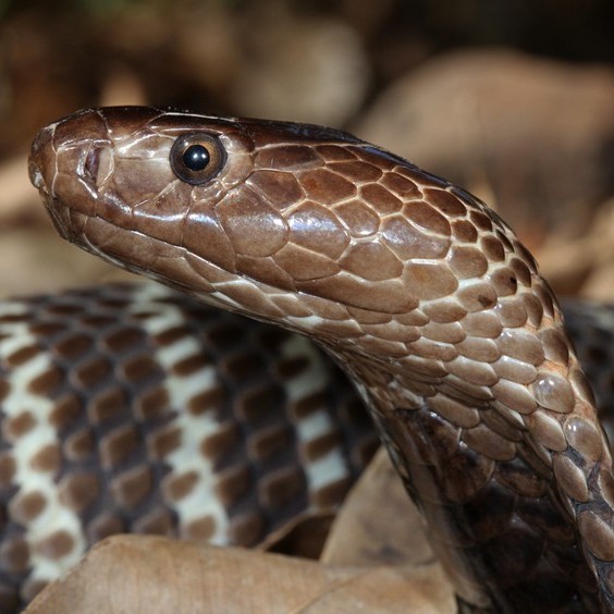 zebra cobra zebra cobra