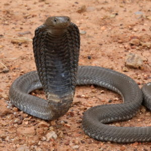 Blacknecked Spitting Cobra African Snakebite Institute