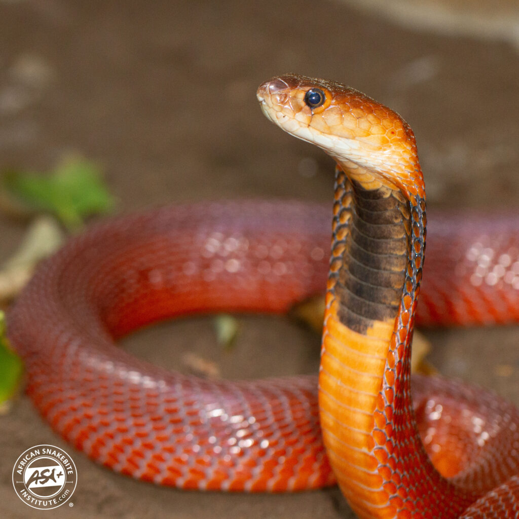 Red Spitting Cobra - African Snakebite Institute