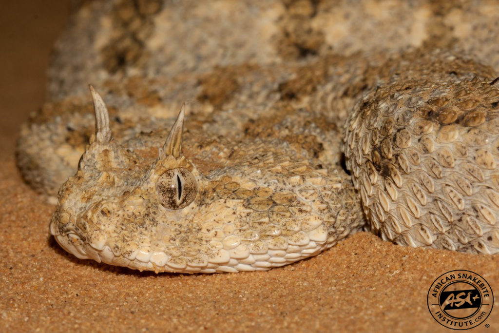 Saharan Horned Viper African Snakebite Institute