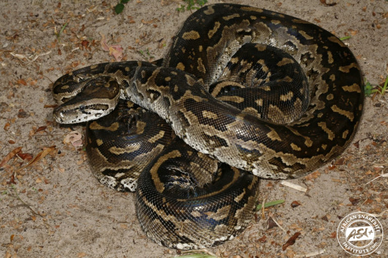 Southern African Python - African Snakebite Institute