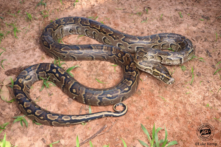 African Rock Python - Africa - African Snakebite Institute
