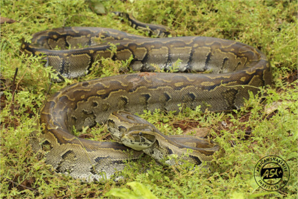 African Rock Python - Africa - African Snakebite Institute