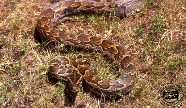 African Rock Python - Africa - African Snakebite Institute