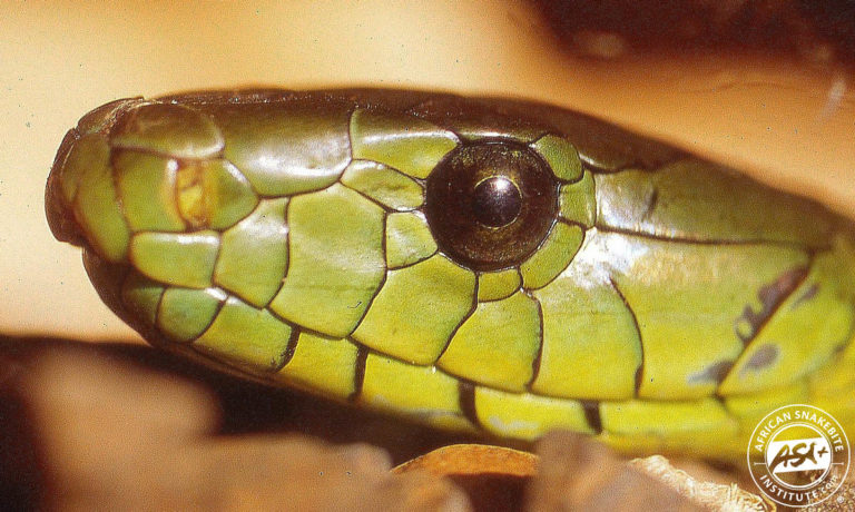 Jameson's Mamba - African Snakebite Institute