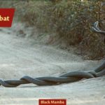 ASI Newsletter – Snake Season