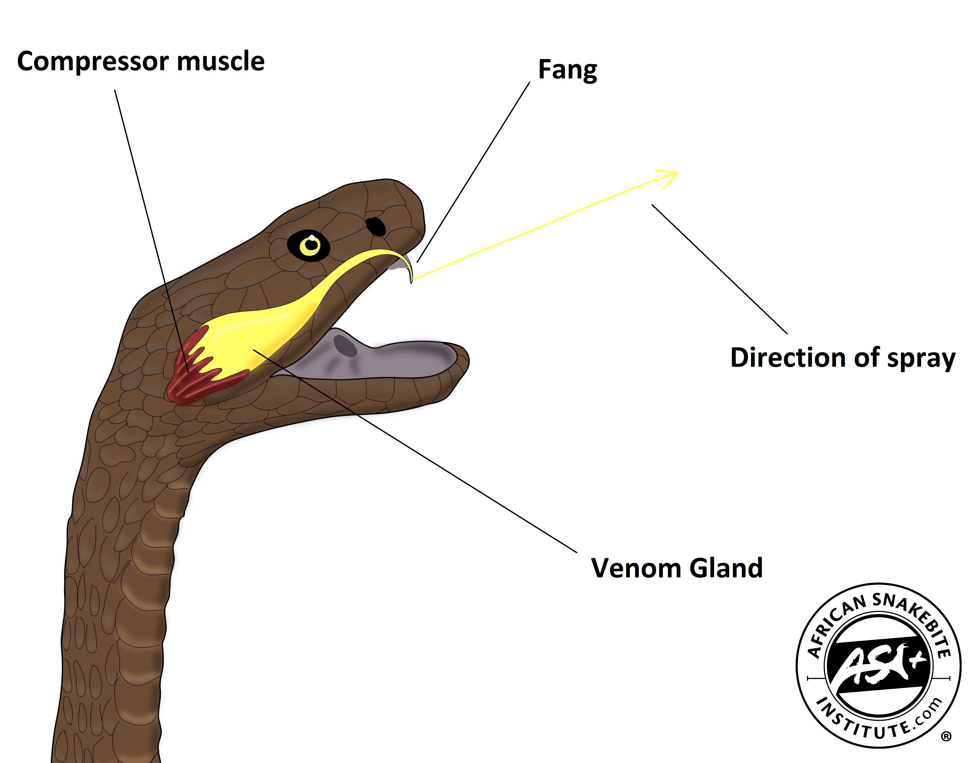 Spitting Cobra Fangs