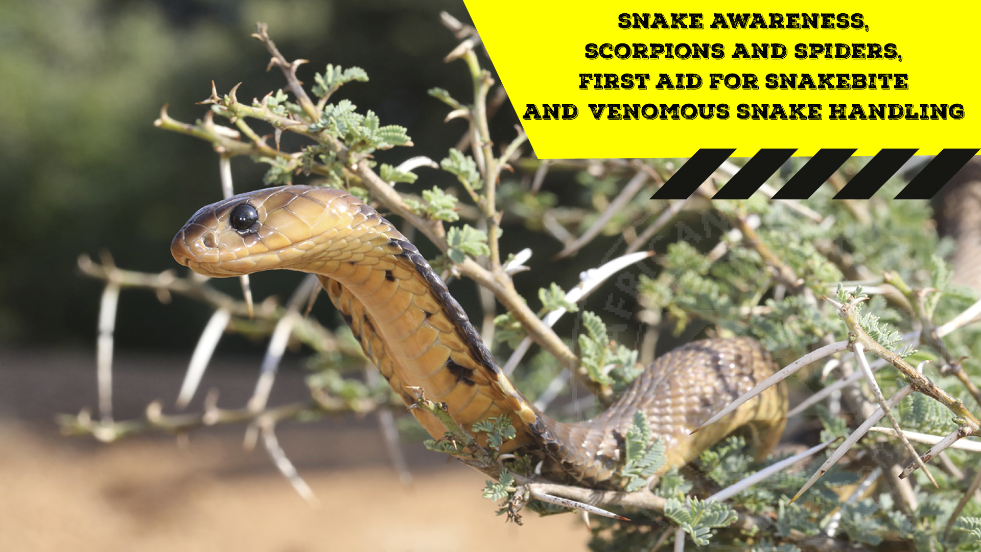 Snake Awareness & Venomous Snake Handling (Gauteng) 20200226
