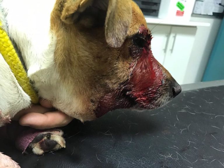 Jack Russel after a Boomslang Bite - Photo Tristan Dickerson