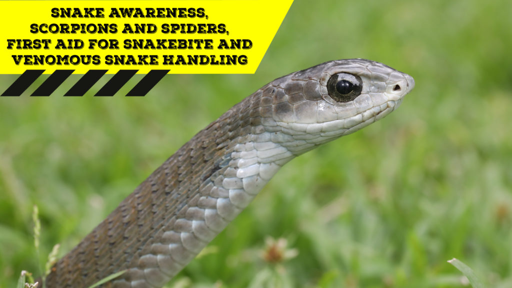 Snake Awareness & Venomous Snake Handling (Gauteng) 20200404
