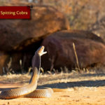 ASI Newsletter – Spitting Snakes