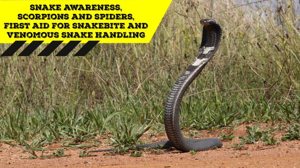 Snake Awareness & Venomous Snake Handling (Gauteng) 20200530