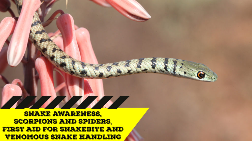 Snake Awareness & Venomous Snake Handling (Gauteng) 20200627