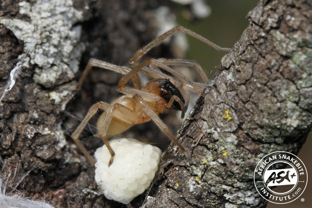 Sac Spider - African Snakebite Institute