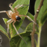 Are South African Sac Spiders (Cheiracanthium sp., Cheiracanthidae) medically important?