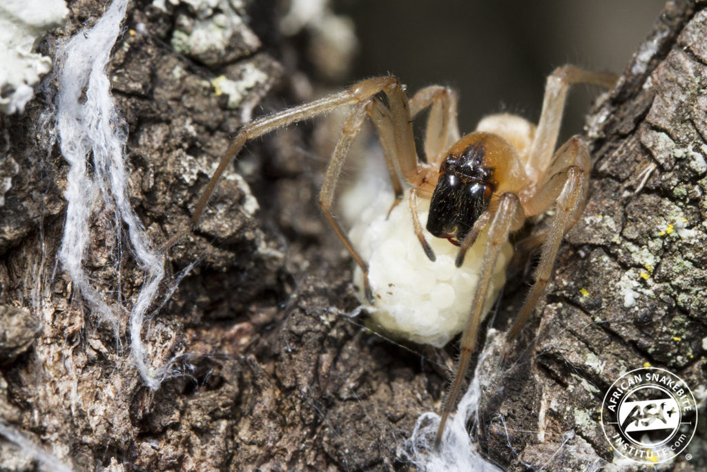 Is That A Sac Spider Identifying South African Species - gh6ydfw