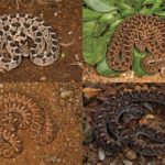 ASI Newsletter – How to Identify Snakes