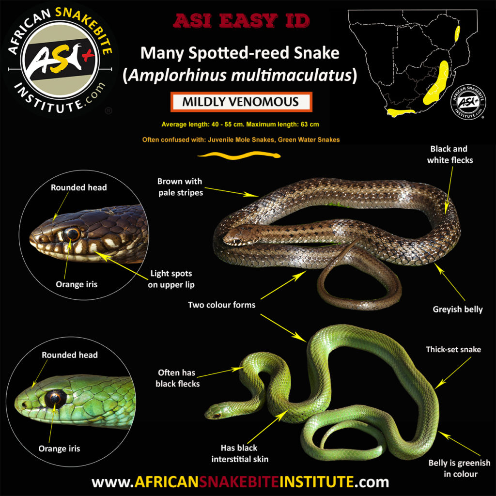 Identifying the Green Snakes of Southern Africa - African Snakebite