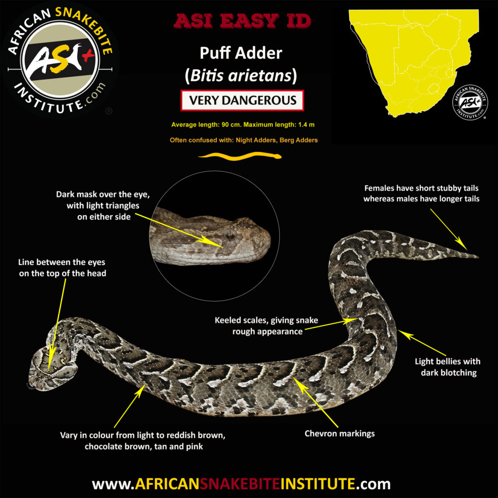 Snake Comparison Berg Adder vs Puff Adder African Snakebite Institute