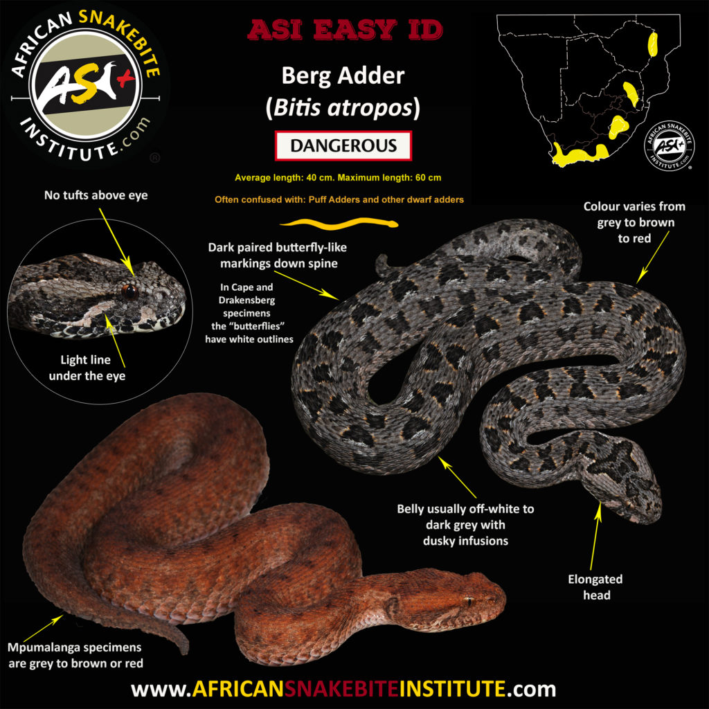 Snake Comparison Berg Adder vs Puff Adder African Snakebite Institute