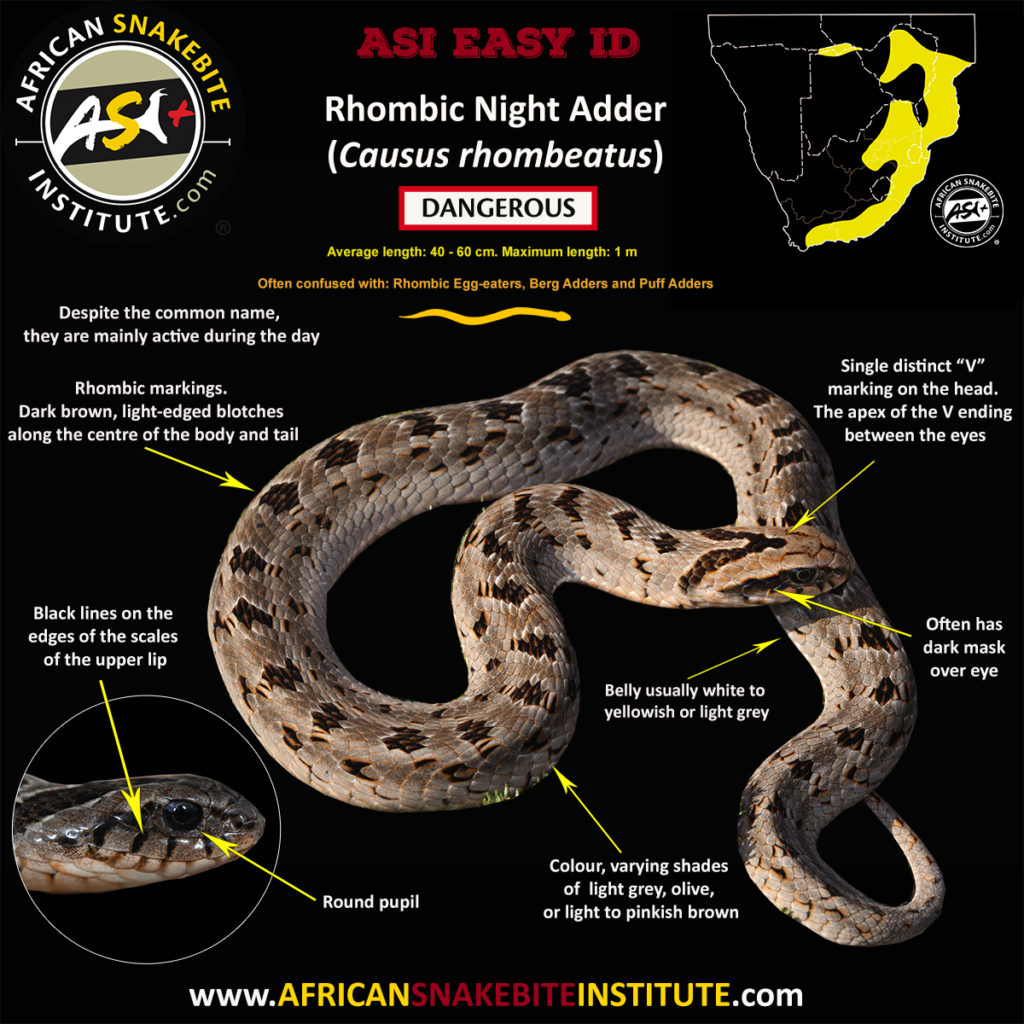 Rhombic Night Adder African Snakebite Institute