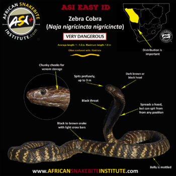 zebra cobra snake zebra cobra snake