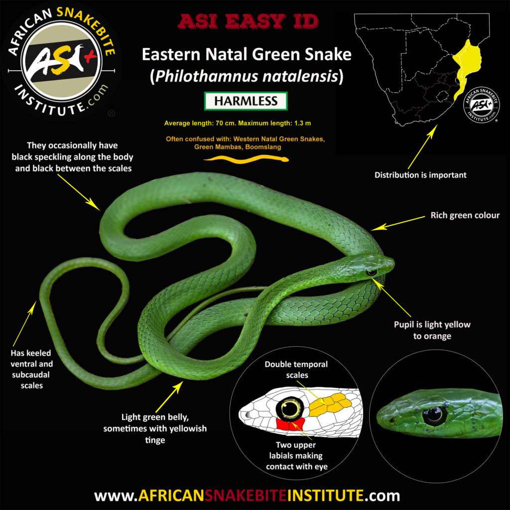 Identifying the Green Snakes of Southern Africa African Snakebite