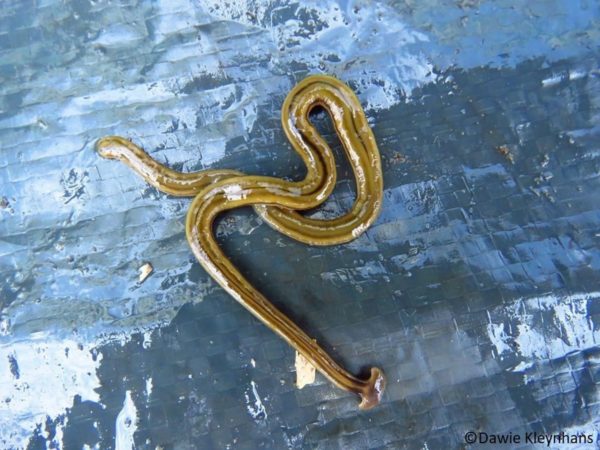 download hammer head snake download hammer head snake