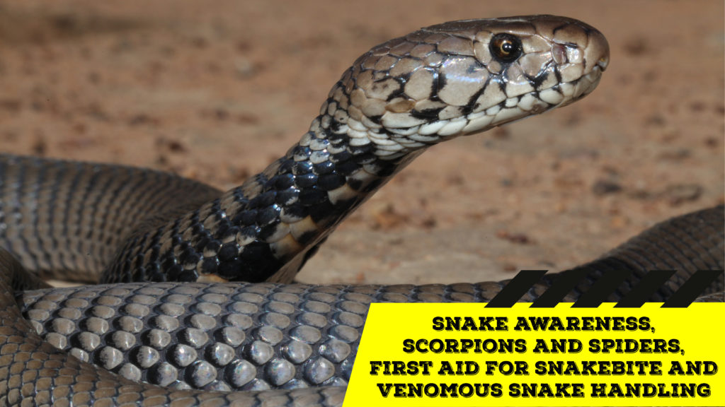 Snake Awareness & Venomous Snake Handling (Limpopo) 20200704 African Snakebite Institute