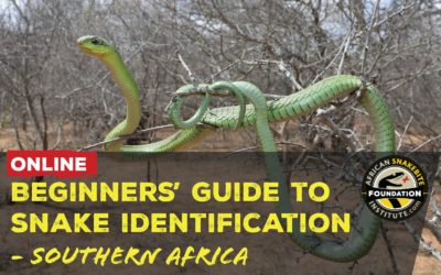 Online Course – Beginners’ Guide to Snake Identification (Southern Africa)