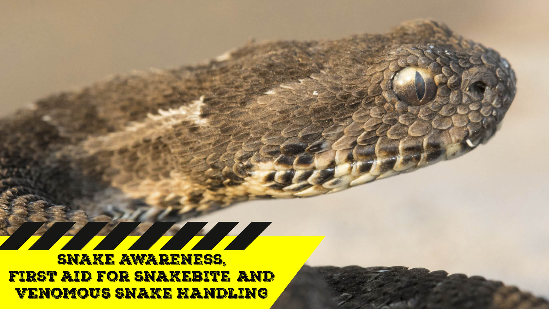 Snake Awareness & Venomous Snake Handling (Western Cape) 20200808