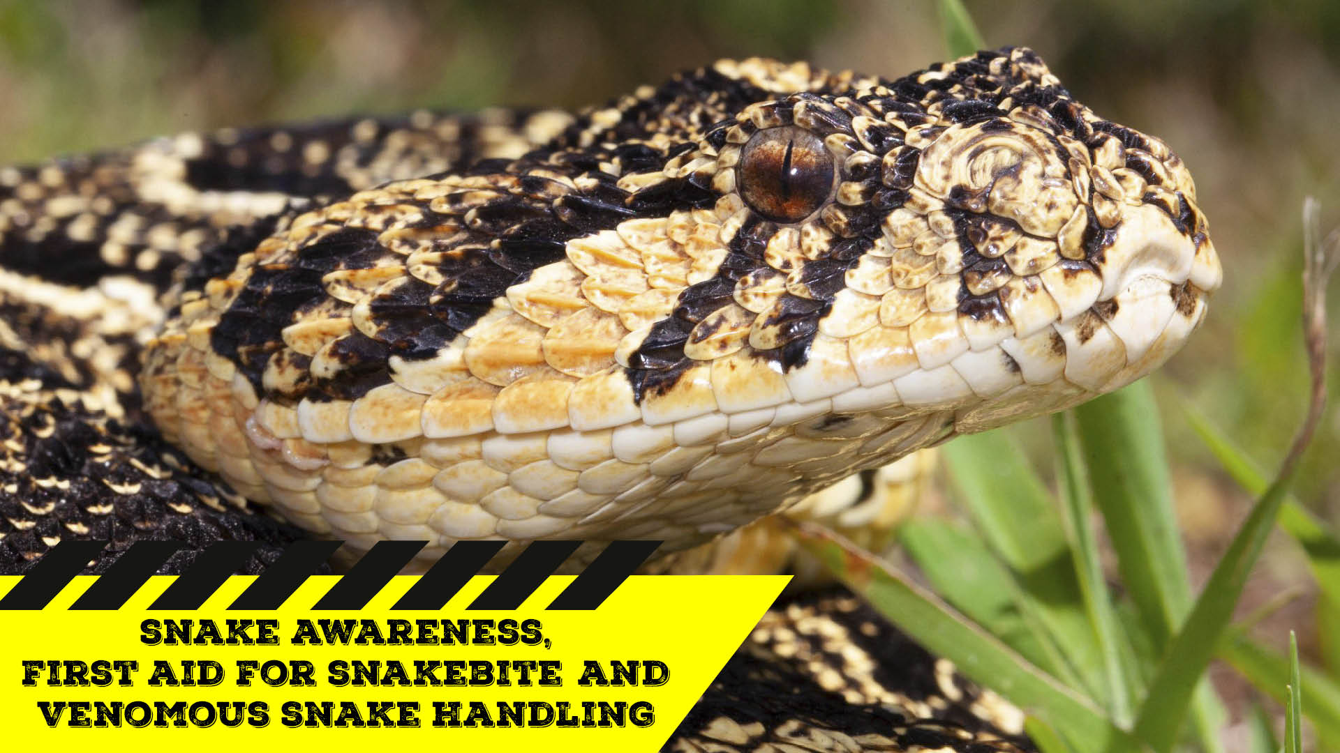 Snake Awareness & Venomous Snake Handling (Gauteng) 20200829