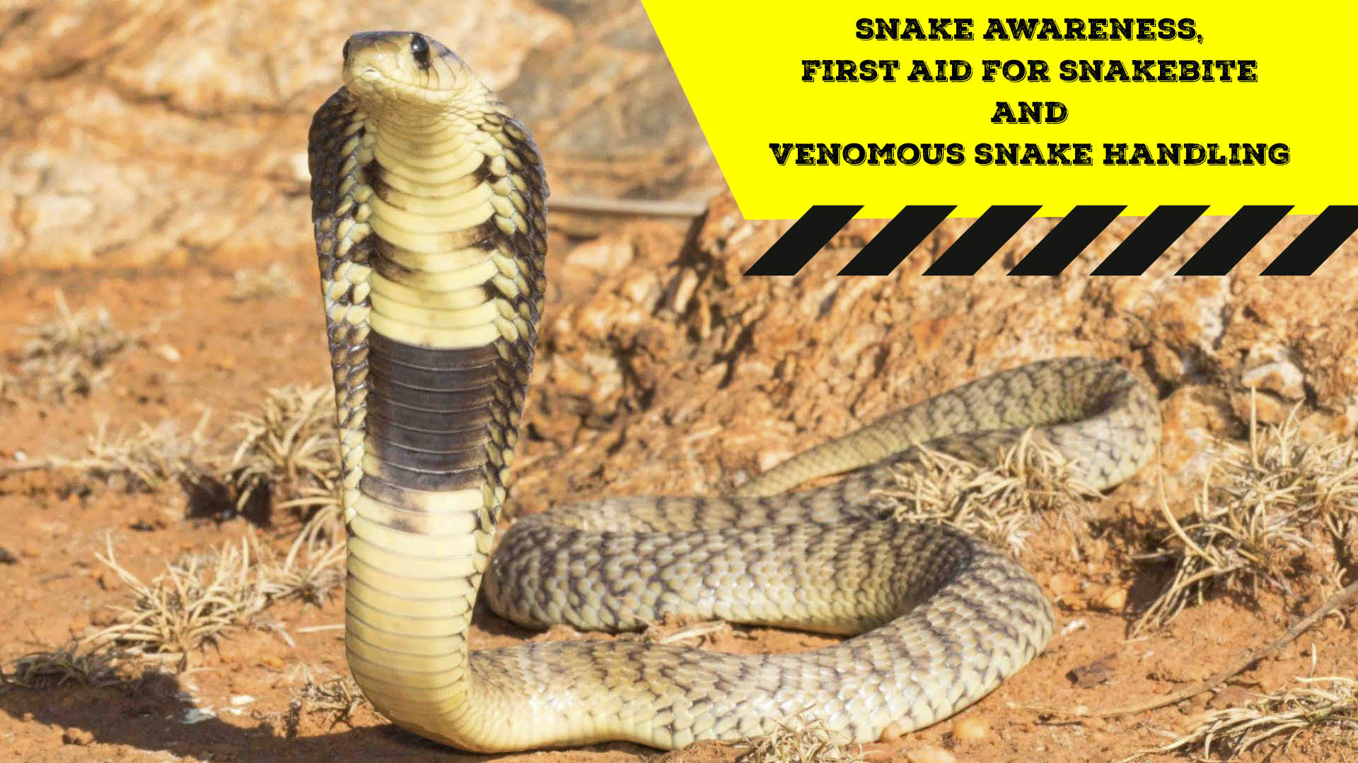Snake Awareness & Venomous Snake Handling (Gauteng) 20200926