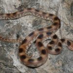 ASI Newsletter – Newly described snake species