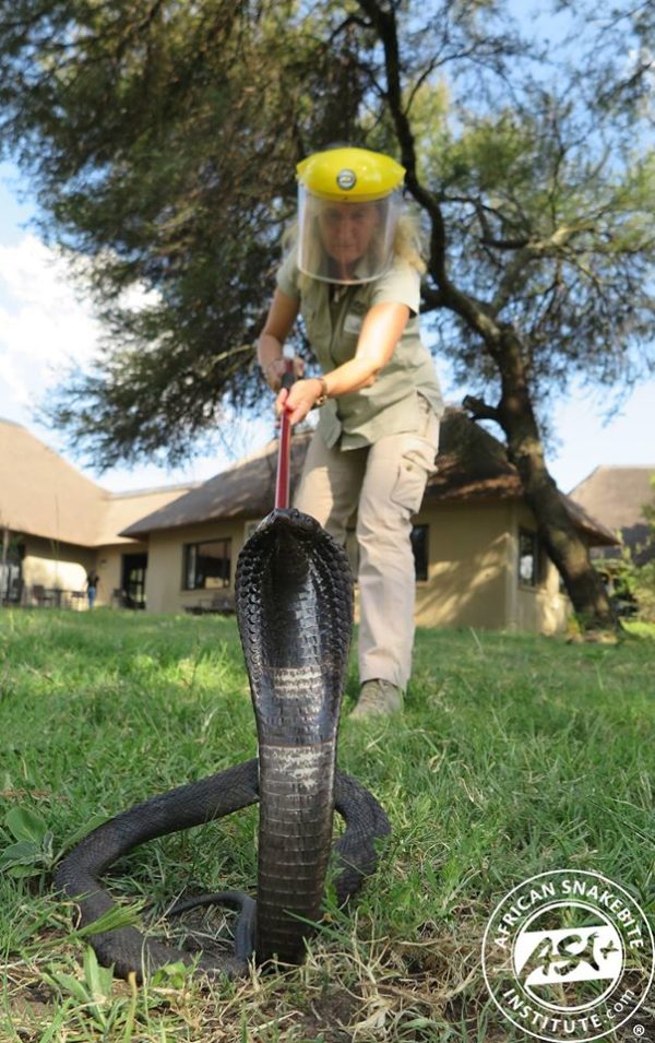 How to a certified snake handler? African Snakebite Institute