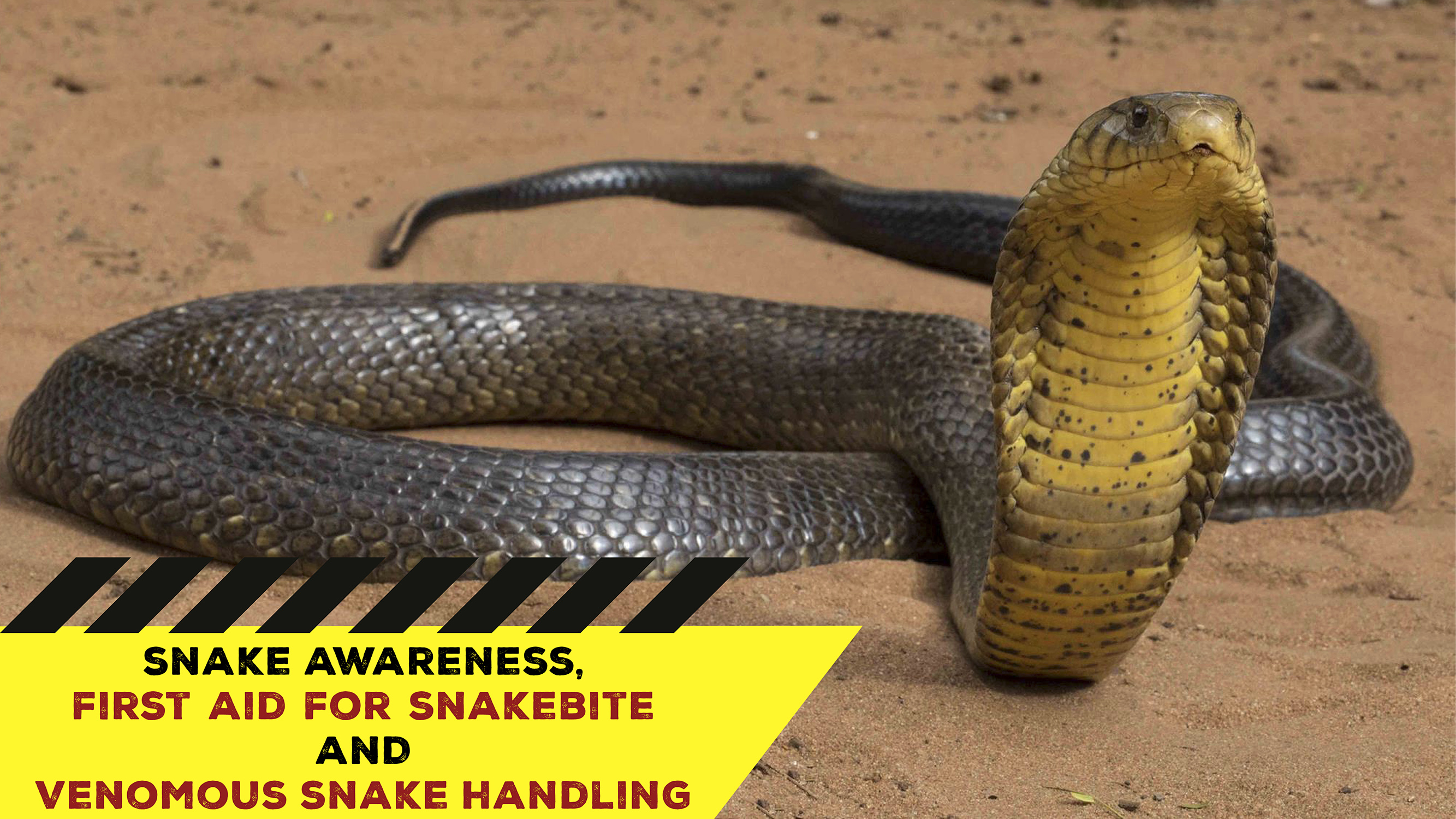 Snake Awareness & Venomous Snake Handling (KwaZulNatal) 20201209