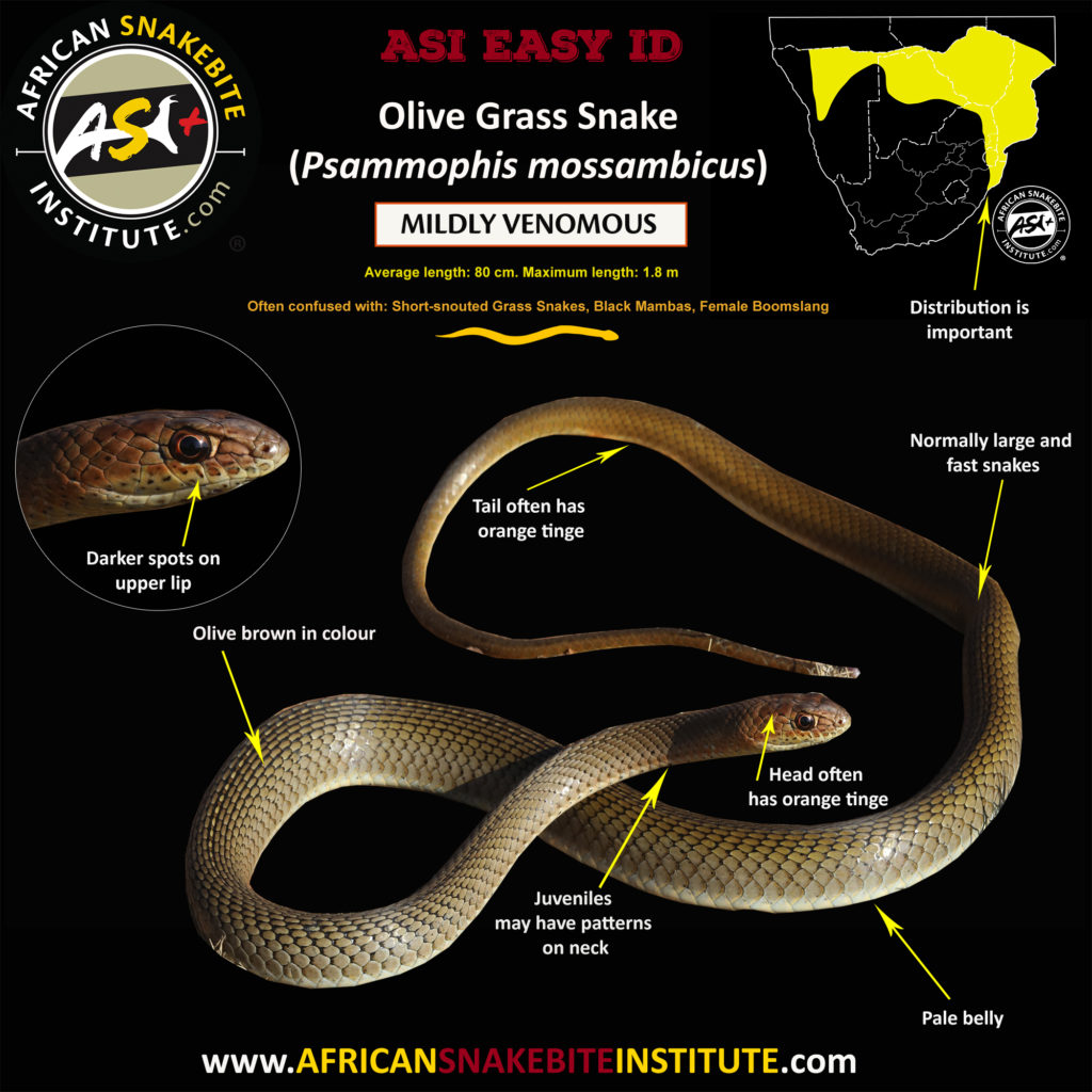 Snake Comparison Olive Grass Snake vs Black Mamba African Snakebite
