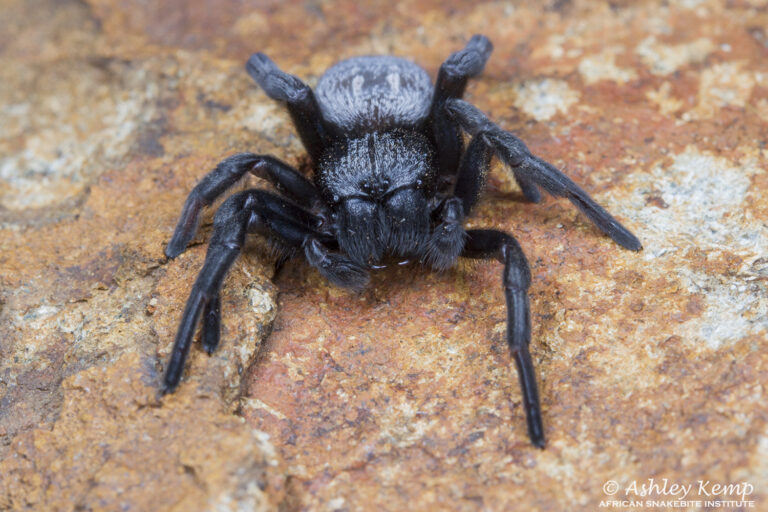 Velvet Spider African Snakebite Institute