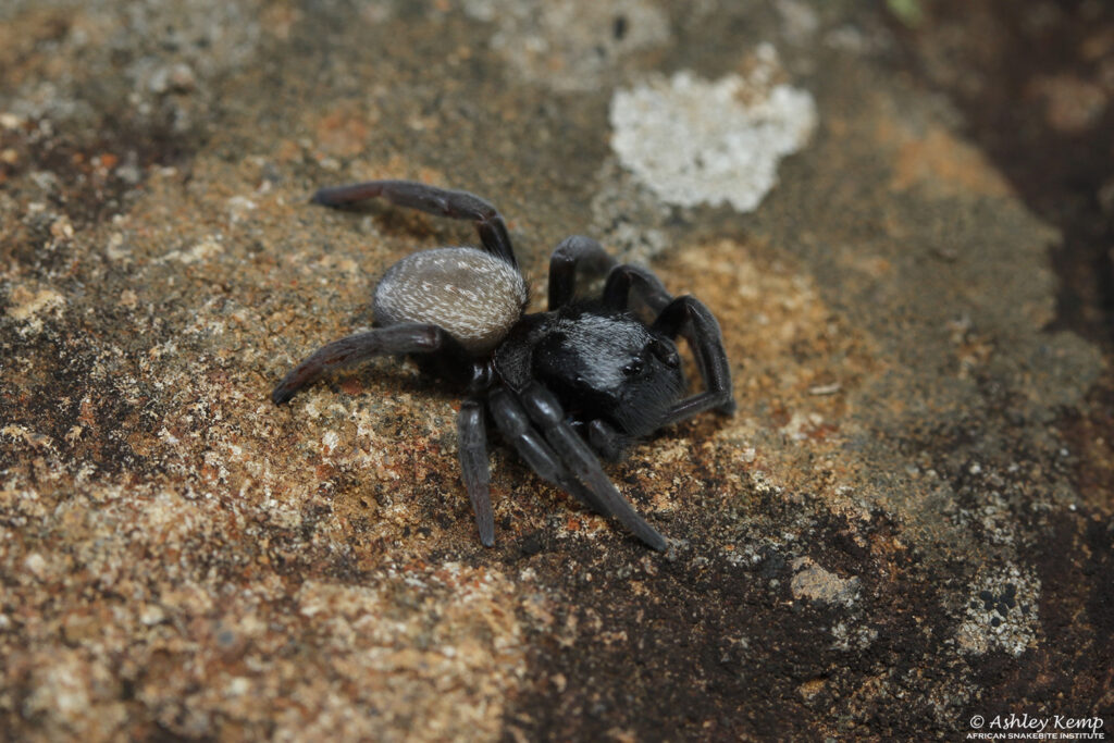Velvet Spider African Snakebite Institute